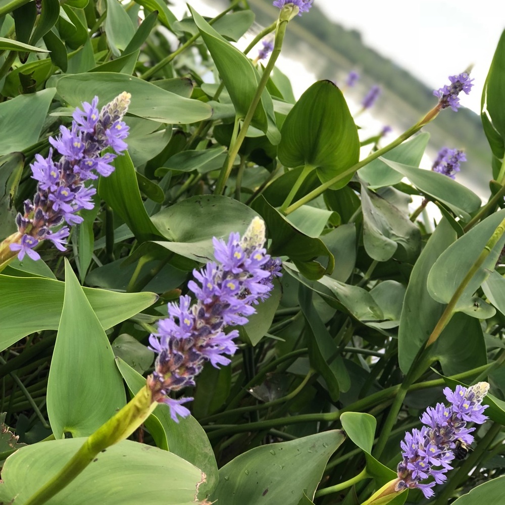 Meet your Posher, Marjolie